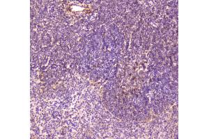 Image no. 3 for anti-CD163 (CD163) (AA 47-201) antibody (ABIN5693082)