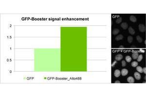 Image no. 2 for GFP-Booster (Atto 488) (ABIN509419)