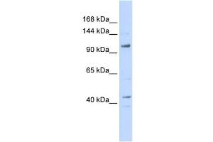 Image no. 2 for anti-TAF4 RNA Polymerase II, TATA Box Binding Protein (TBP)-Associated Factor, 135kDa (TAF4) (Middle Region) antibody (ABIN2777910)