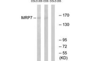Image no. 1 for anti-ATP-Binding Cassette, Sub-Family C (CFTR/MRP), Member 10 (ABCC10) (AA 835-884) antibody (ABIN1535040)