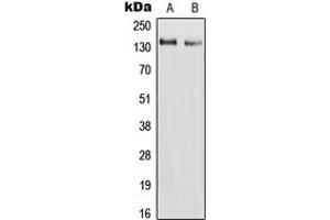 anti-Ras Association (RalGDS/AF-6) and Pleckstrin Homology Domains 1 (RAPH1) (Center) antibody