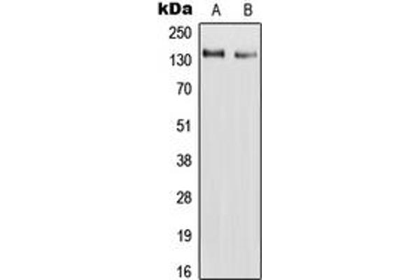 anti-Ras Association (RalGDS/AF-6) and Pleckstrin Homology Domains 1 (RAPH1) (Center) antibody