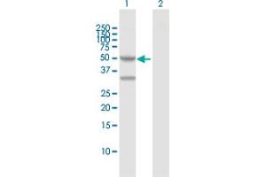 Western Blot analysis of PPM1F expression in transfected 293T cell line by PPM1F MaxPab polyclonal antibody.