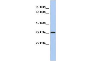 Image no. 1 for anti-14-3-3 epsilon (YWHAE) (Middle Region) antibody (ABIN2792142)