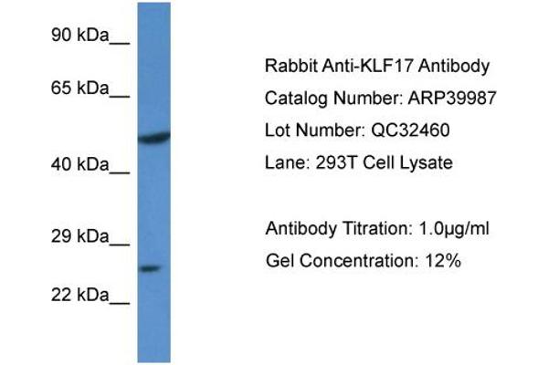 anti-Kruppel-Like Factor 17 (KLF17) (N-Term) antibody