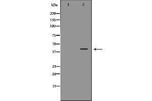 Image no. 1 for anti-D-Amino-Acid Oxidase (DAO) (C-Term) antibody (ABIN6261219)