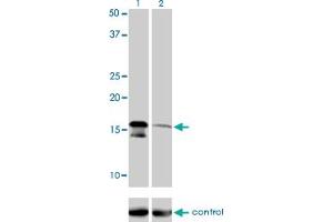 Image no. 1 for anti-Angiotensin II Receptor-Associated Protein (AGTRAP) (AA 108-159) antibody (ABIN566082)