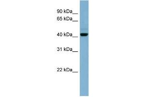 Image no. 1 for anti-Organic Solute Carrier Partner 1 (OSCP1) (N-Term) antibody (ABIN2785424)
