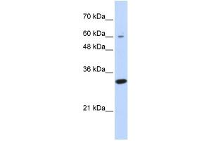 anti-Leucine Rich Repeat Containing 57 (LRRC57) (N-Term) antibody
