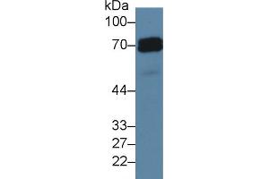 Image no. 2 for anti-Placental Alkaline Phosphatase (ALPP) (AA 68-313) antibody (ABIN2119774)