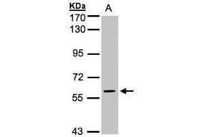 Image no. 3 for anti-Mitogen-Activated Protein Kinase 4 (MAPK4) (Center) antibody (ABIN2855780)