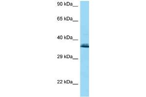 Image no. 1 for anti-Coenzyme Q9 Homolog (COQ9) (N-Term) antibody (ABIN2789468)
