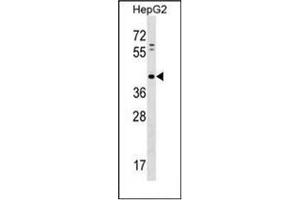 Image no. 1 for anti-Lipid Phosphate Phosphatase-Related Protein Type 5 (LPPR5) (AA 77-106), (Middle Region) antibody (ABIN953206)