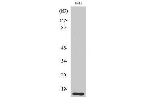 anti-Filamin A Interacting Protein 1-Like (FILIP1L) (Internal Region) antibody