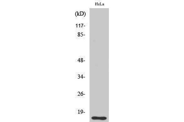 anti-Filamin A Interacting Protein 1-Like (FILIP1L) (Internal Region) antibody