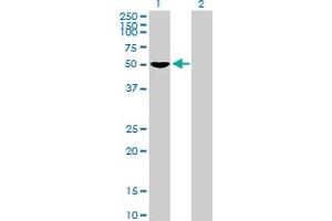Image no. 1 for anti-Forkhead Box D4 (FOXD4) (AA 1-439) antibody (ABIN515686)