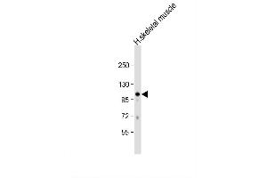 Image no. 2 for anti-Growth Arrest-Specific 2 Like 2 (GAS2L2) (AA 763-791), (C-Term) antibody (ABIN655364)