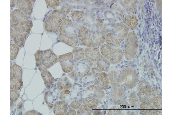 HYOU1 antibody  (AA 901-999)