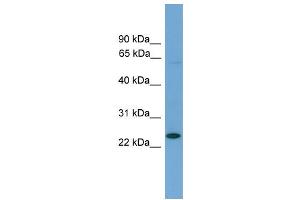 Image no. 1 for anti-Achaete-Scute Complex Homolog 3 (ASCL3) (Middle Region) antibody (ABIN2780029)