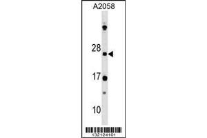 Image no. 1 for anti-DR1-Associated Protein 1 (Negative Cofactor 2 Alpha) (DRAP1) (AA 1-29), (N-Term) antibody (ABIN1538849)