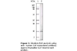 Image no. 1 for anti-Glucagon-like peptide 1 (GLP-1) antibody (ABIN306026)