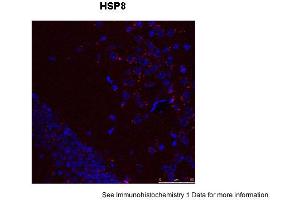 Image no. 3 for anti-Heat Shock 70kDa Protein 8 (HSPA8) (N-Term) antibody (ABIN2783374)