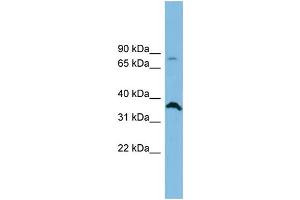 Image no. 1 for anti-Solute Carrier Family 6 (Neutral Amino Acid Transporter), Member 15 (SLC6A15) (Middle Region) antibody (ABIN2781746)