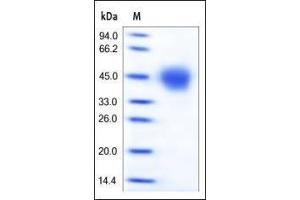 Image no. 2 for CD33 (CD33) (AA 18-259) (Active) protein (His tag) (ABIN2180756)