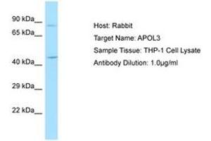 Image no. 1 for anti-Apolipoprotein L, 3 (APOL3) (AA 135-184) antibody (ABIN6750039)