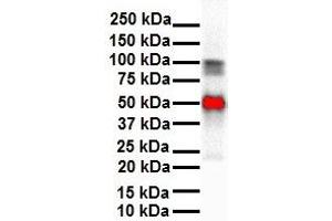 Image no. 5 for anti-Solute Carrier Family 26, Member 3 (SLC26A3) (Middle Region) antibody (ABIN2777377)