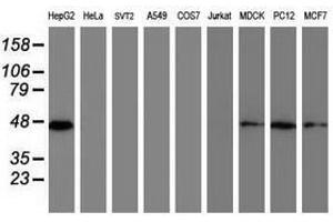 Image no. 2 for anti-Developmental Pluripotency Associated 2 (DPPA2) (AA 1-175) antibody (ABIN1490596)