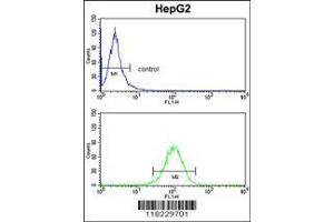 Image no. 1 for anti-Homer Homolog 1 (HOMER1) (AA 96-122), (N-Term) antibody (ABIN391469)