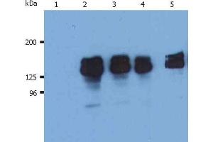 Image no. 1 for anti-Inositol Polyphosphate-5-Phosphatase, 145kDa (INPP5D) (N-Term) antibody (ABIN302081)
