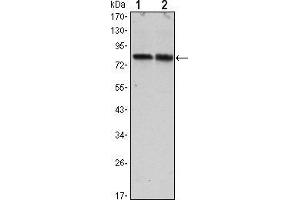 Image no. 3 for anti-CREB Regulated Transcription Coactivator 2 (CRTC2) antibody (ABIN969067)