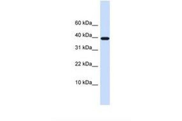 LECT1 antibody  (AA 110-159)