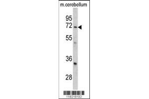 Image no. 2 for anti-Leucine Rich Repeat Containing 32 (LRRC32) antibody (ABIN2447897)