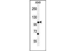 Image no. 1 for anti-Dpy-19-Like 2 (DPY19L2) (AA 649-679), (C-Term) antibody (ABIN951981)