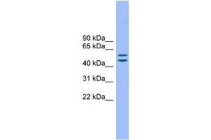 Image no. 2 for anti-Transmembrane 7 Superfamily Member 2 (TM7SF2) (N-Term) antibody (ABIN2782227)