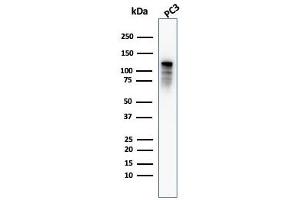 DBN1 antibody  (AA 150-281)