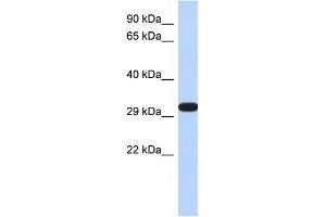 Image no. 2 for anti-Dimethylarginine Dimethylaminohydrolase 2 (DDAH2) (N-Term) antibody (ABIN634365)