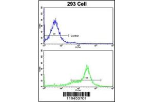 Image no. 1 for anti-Caveolin 3 (CAV3) antibody (ABIN2158059)