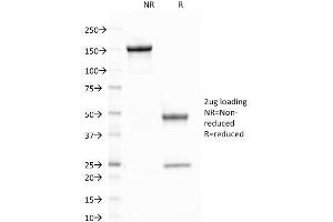 Image no. 1 for anti-Elastase 3B, Pancreatic (ELA3B) (AA 82-238) antibody (ABIN6939420)