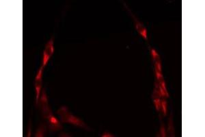 Image no. 1 for anti-Mitochondrial Ribosomal Protein S36 (MRPS36) antibody (ABIN6258467)