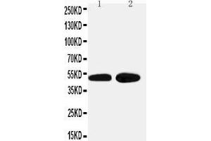 Image no. 1 for anti-Alpha-2A Adrenergic Receptor (ADRA2A) (AA 213-228), (Middle Region) antibody (ABIN3044006)