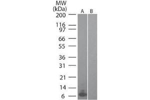 Western Blot of Mouse MIP 3α (RAT) antibody Lane 1: mouse recombinant MIP-3a Lane 2: human recombinant MIP-3a Primary antibody: MIP 3α antibody at 0.