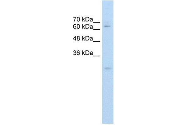 CES2 antibody  (C-Term)