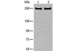 Western blot analysis of 293T and Hela cell lysates using ARFGEF1 Polyclonal Antibody at dilution of 1:400