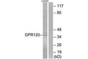 Image no. 2 for anti-omega-3 Fatty Acid Receptor 1 (O3FAR1) (AA 221-270) antibody (ABIN1535626)