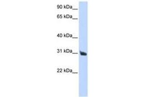 Image no. 1 for anti-Ribonuclease, RNase A Family, 9 (Non-Active) (RNASE9) (AA 36-85) antibody (ABIN6741018)