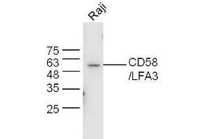 Image no. 2 for anti-CD58 (CD58) (AA 31-130) antibody (ABIN741135)
